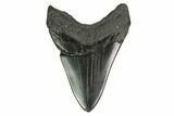 Fossil Megalodon Tooth - Georgia #145433-1